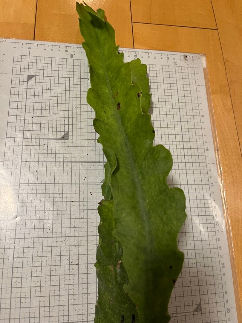 メル85316様　取り置き