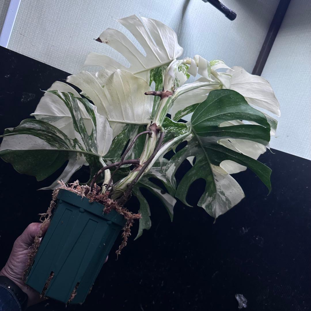 う*こ様 斑入りモンステラ ホワイトタイガー極美大株68cm白斑多