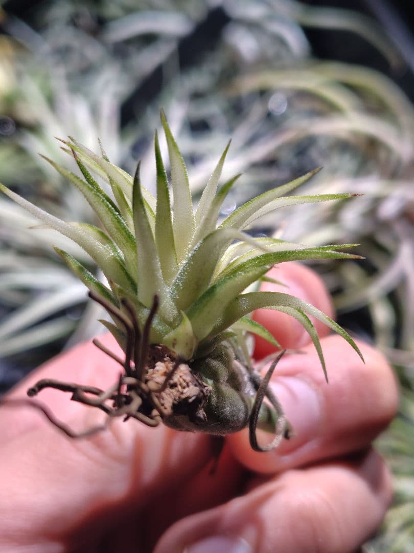 イオナンタ メディオピクタ