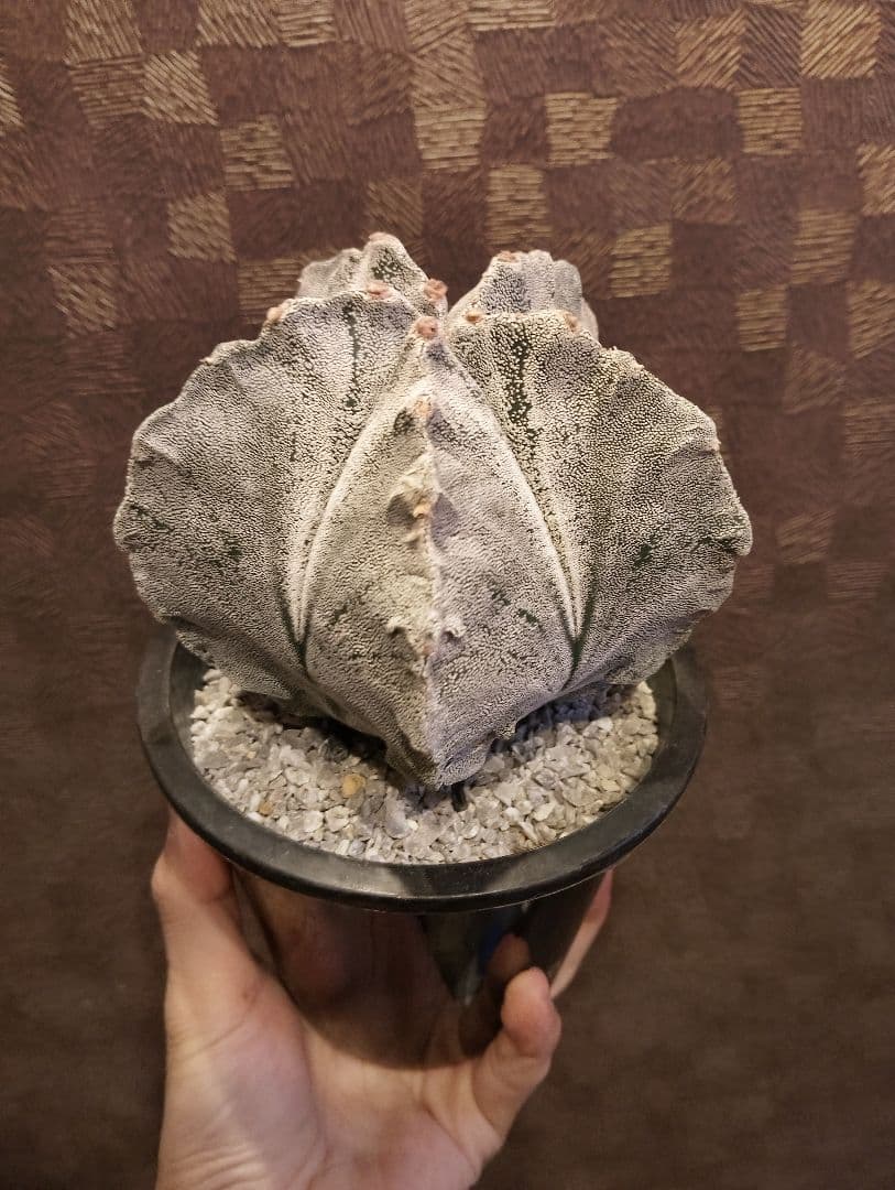 \"特選 特白\" アストロフィツム 山川 ランポー