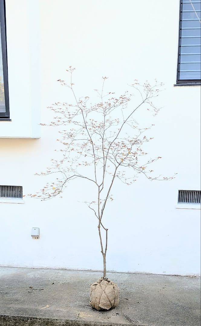 鮮美透涼。山採りドウダンツツジ。