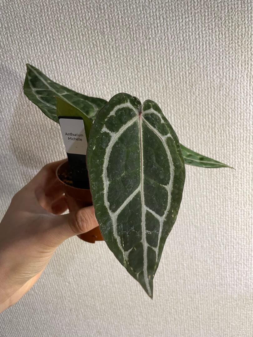 ま*ん様 アンスリウム　ミシェル