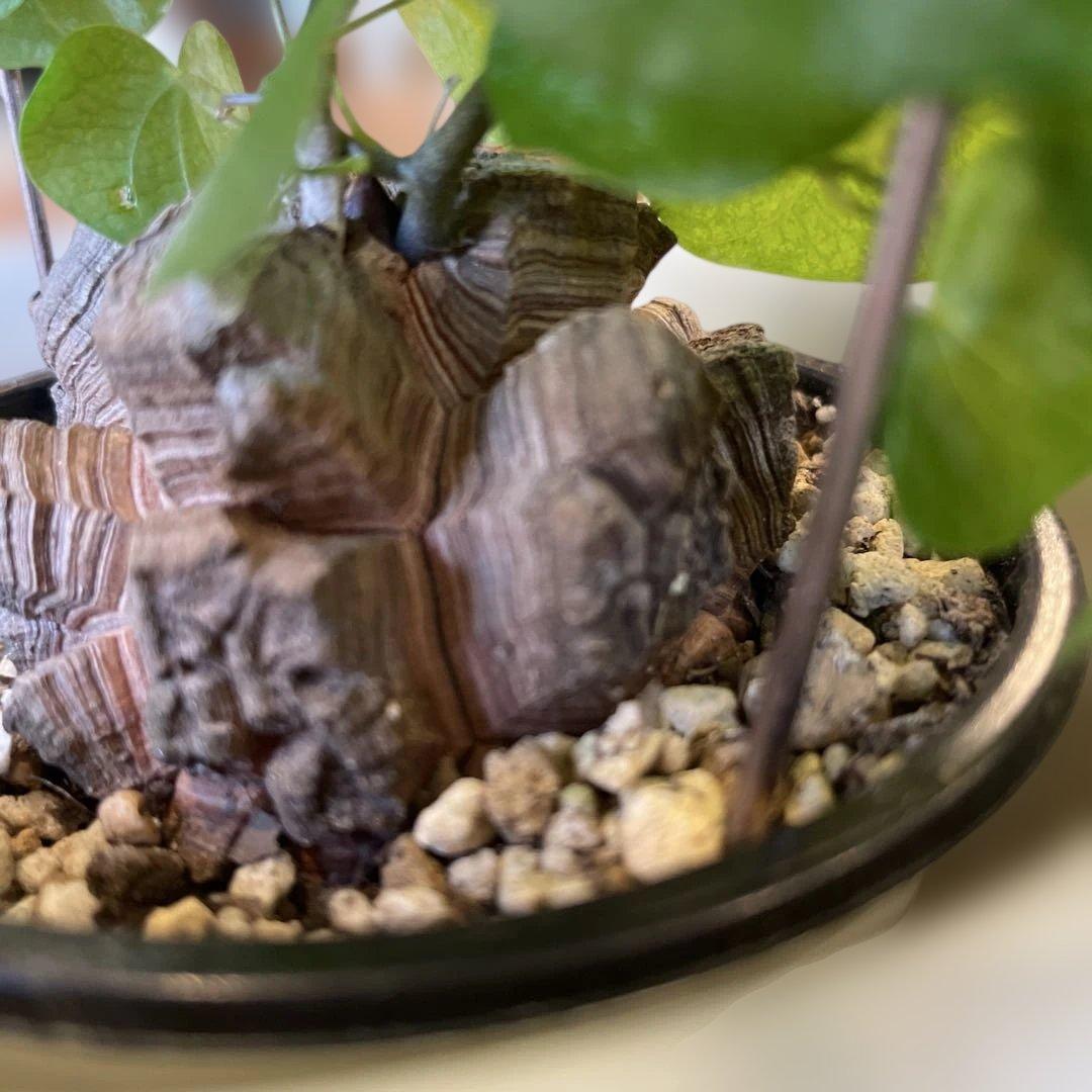 ディオスコレア 亀甲竜