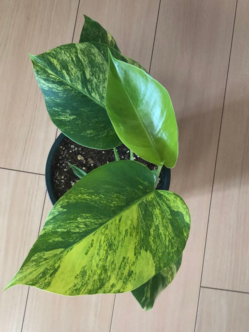斑入りモンステラボルシギアナオーレア　黄斑