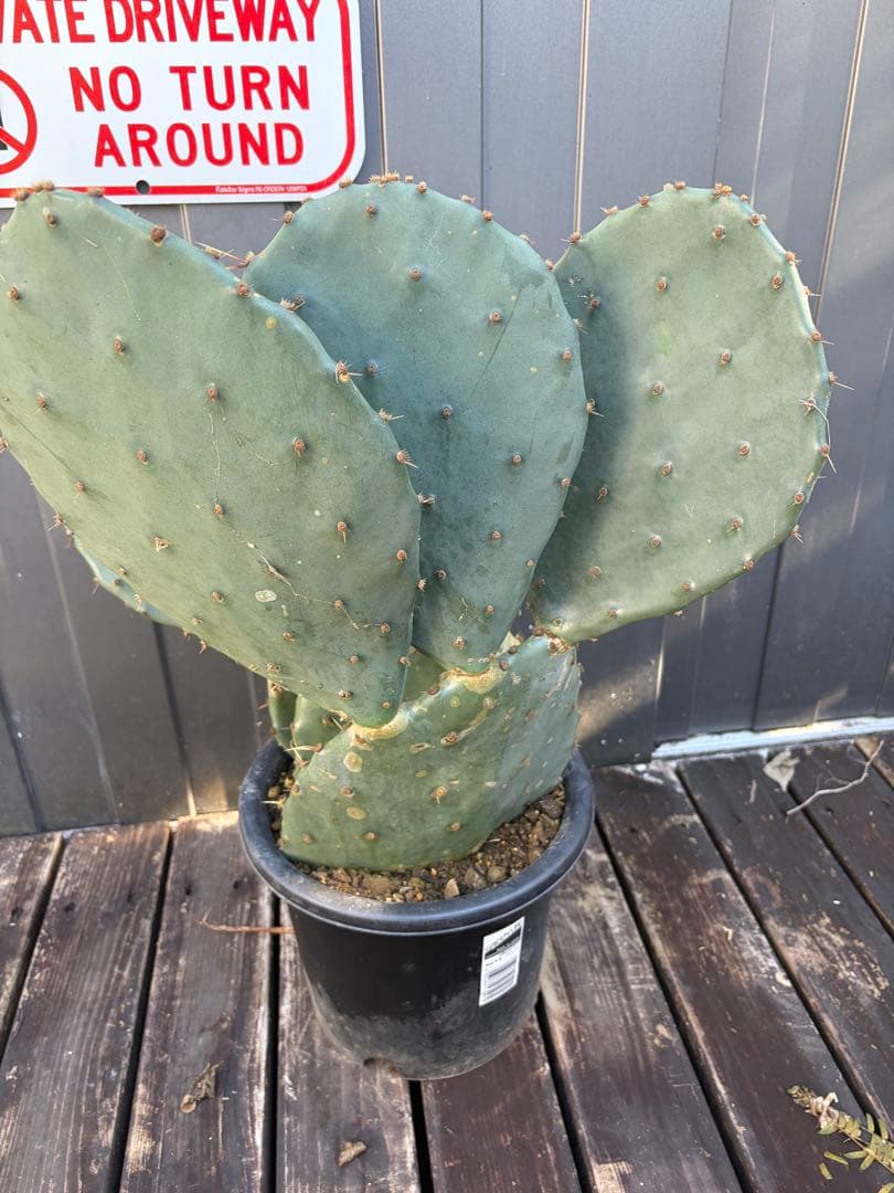 耐寒性強！団扇サボテン　オプンチアのフミフサ群生植え◇ドライガーデン南国アガベ