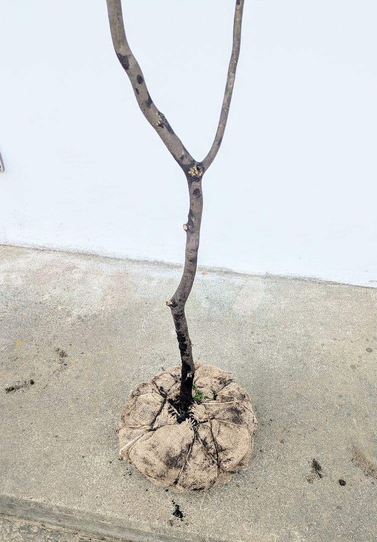 清秀。。山採りハイノキ。。