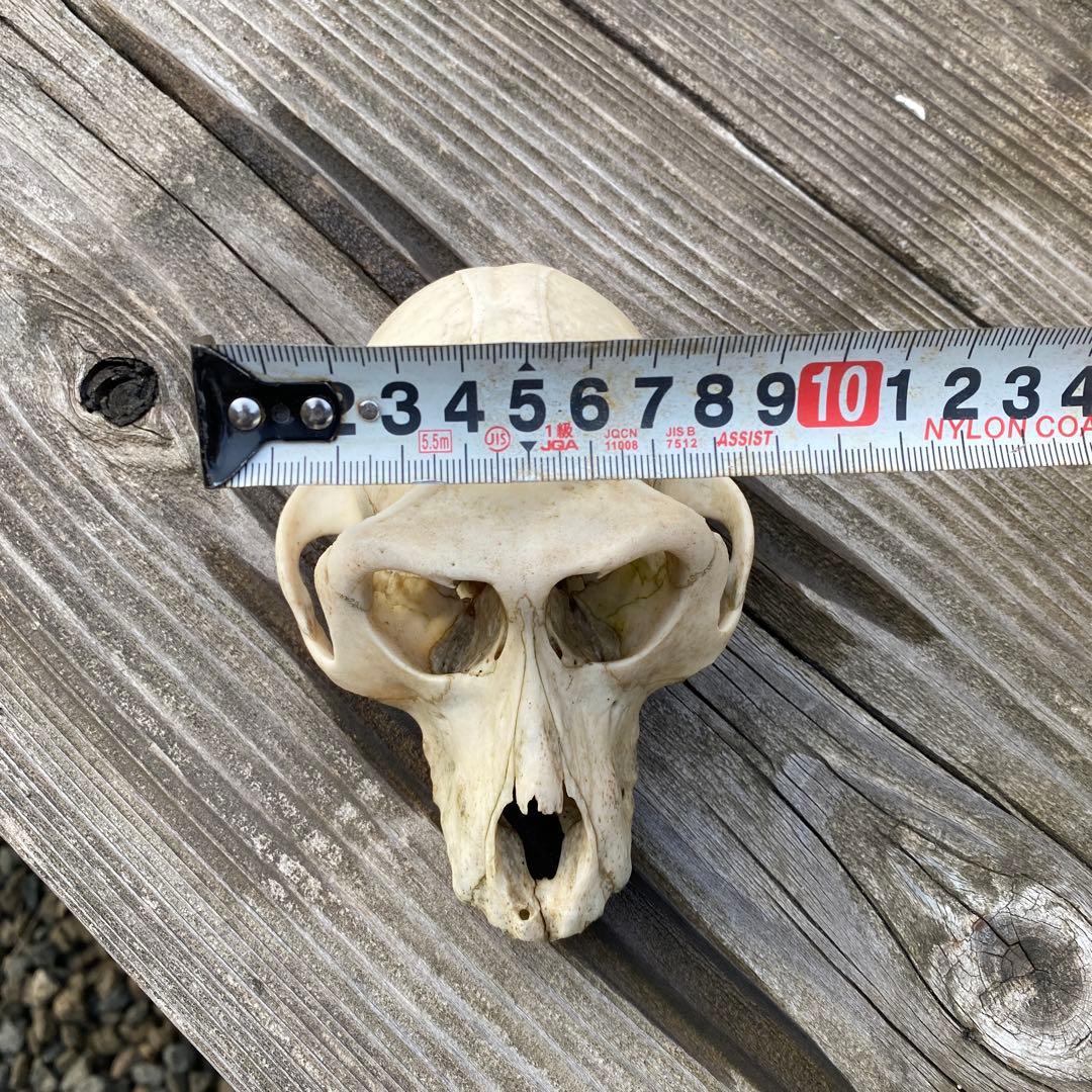 動物の骨製頭蓋骨 猿の頭蓋骨　スカル　骨格標本　ニホンザル