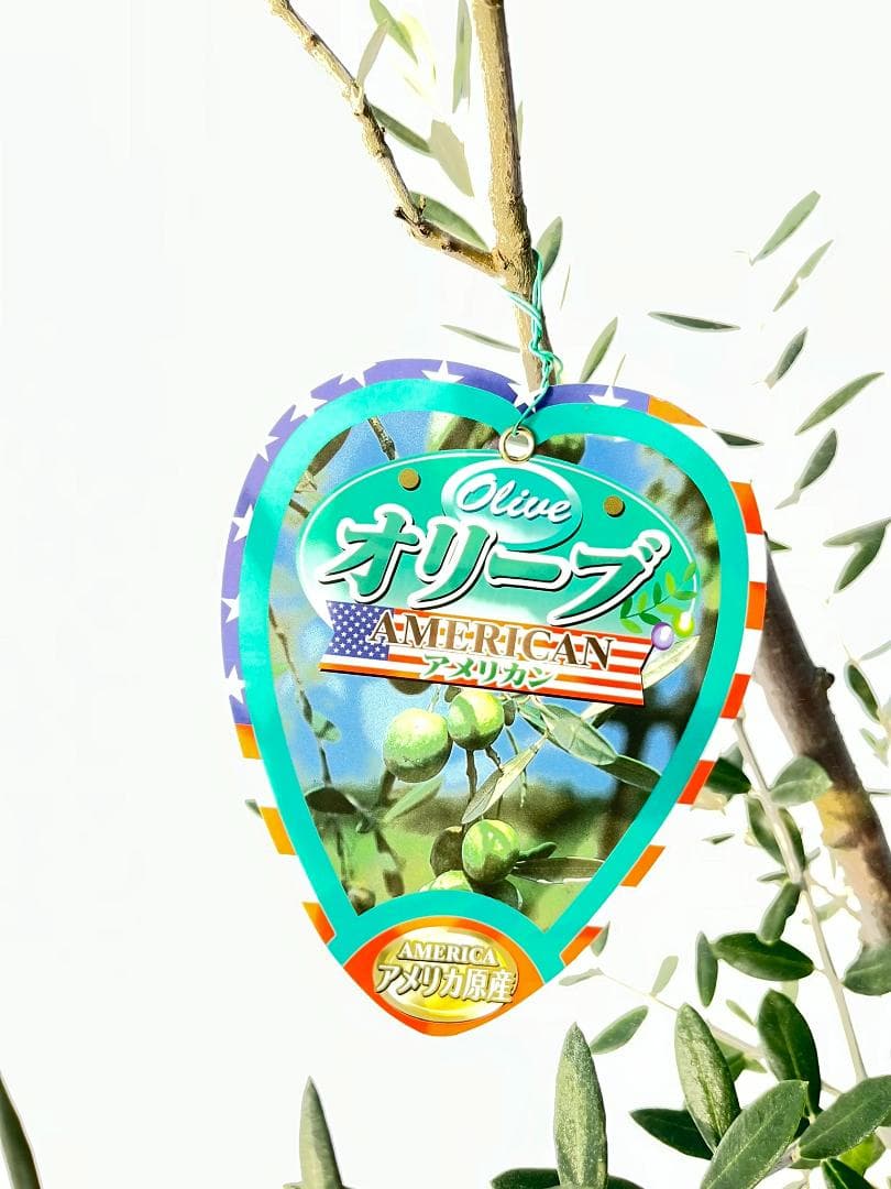 オリーブの木　アメリカン　5号　約65cm　NO.842　希少品種　現品掲載