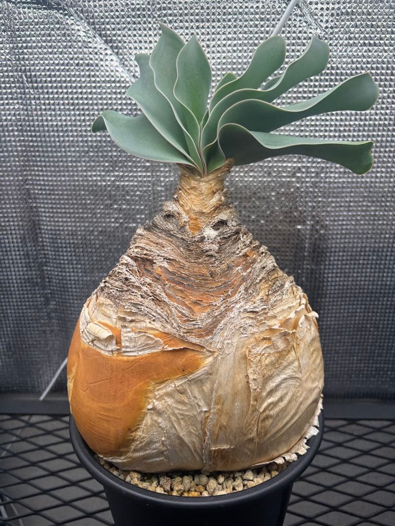 ブーファン　ハエマンソイデス　ハエマントイデス　発根済