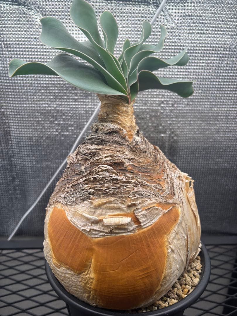 ブーファン　ハエマンソイデス　ハエマントイデス　発根済