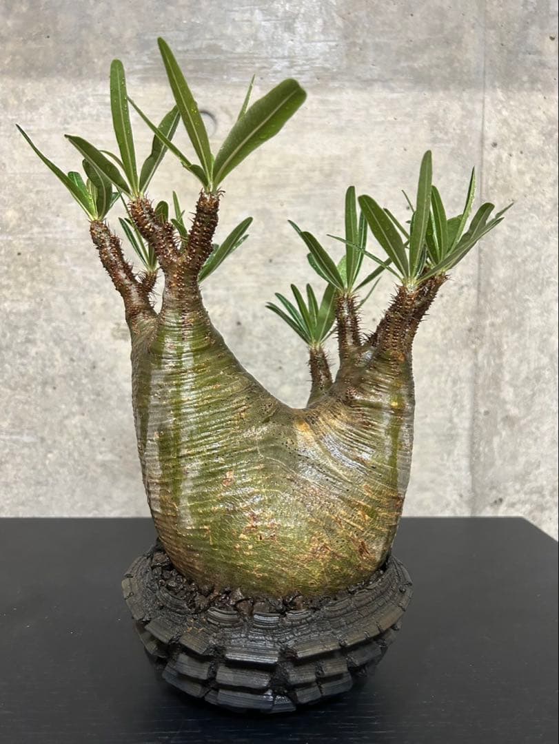 パキポディウム　グラキリス　発根済　現地球