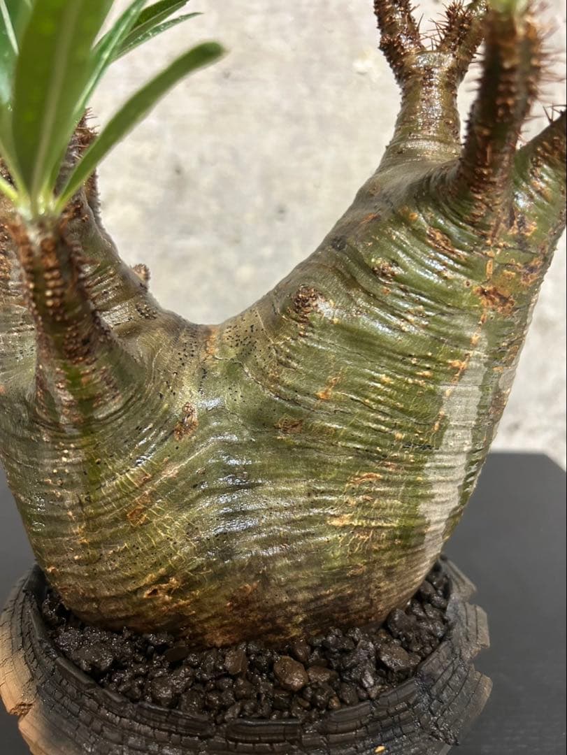 パキポディウム　グラキリス　発根済　現地球