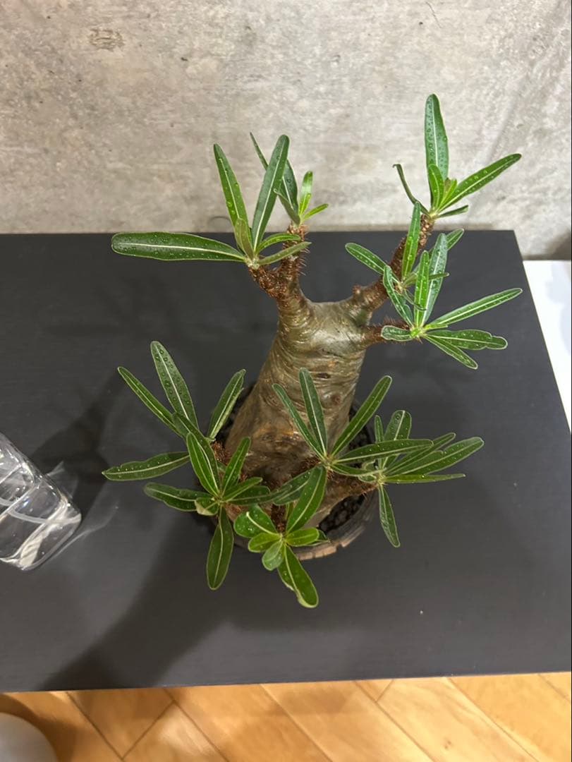 パキポディウム　グラキリス　発根済　現地球