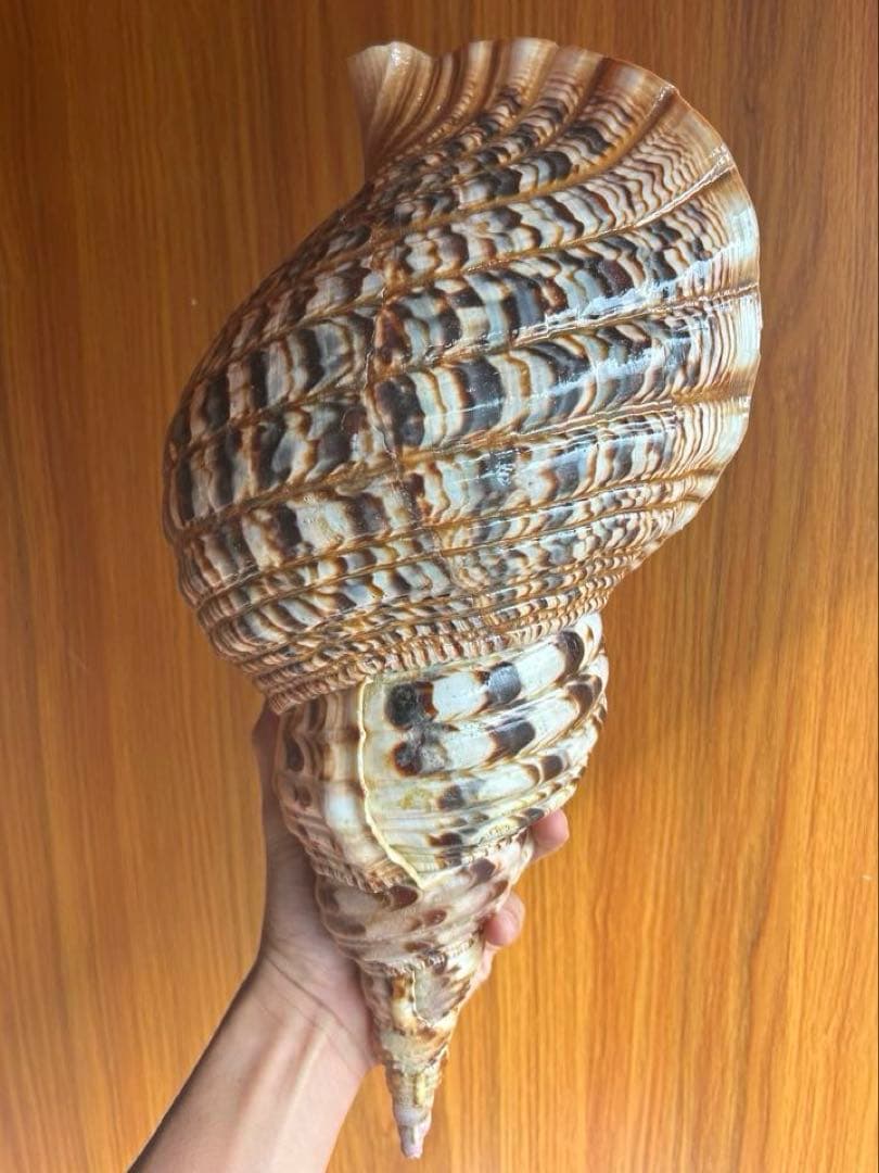 特大　法螺貝　43cm　(直線40cm)